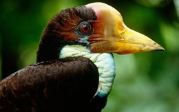 Đại gia Trung Quốc và "cơn khát" chim hồng hoàng