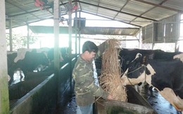 Nông dân bán bò sữa “trốn chạy”... TPP
