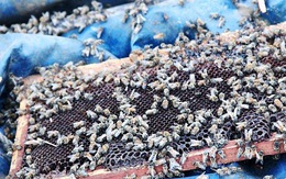 Trung Quốc: Lật xe tải chở 2 triệu con ong sống, không ai ra hôi của