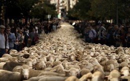 24h qua ảnh: Hơn 2.000 con cừu biểu tình trên đường phố Madrid