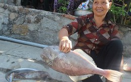 Chợ hải sản tươi ngon có "view đẹp nhất nhì Việt Nam"