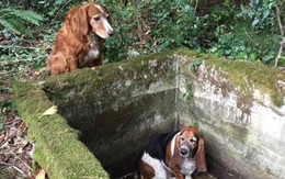 Hai chú chó nương tựa vào nhau suốt 1 tuần vì bị kẹt dưới giếng