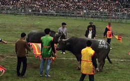 Hy hữu Lễ hội Chọi trâu: Trâu không chọi vì nhận ra "anh em"