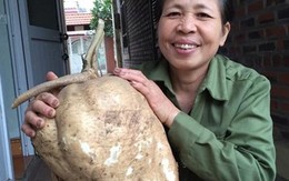 Đi tưới rau, đào được củ đậu “khủng” 15kg
