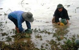 Nước lũ rút, nông dân vớt dưa hấu cho bò ăn