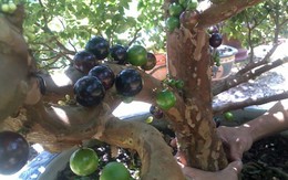 Chơi cây trăm triệu: Chuyện dở khóc, dở cười của các đại gia