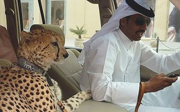 Những thú vui siêu dị của giới siêu giàu tại Dubai