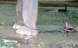 Tháo xích cho voi ở vườn thú Hà Nội