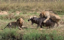 Thảm họa với đàn sư tử khi săn hà mã trong đêm