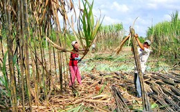 HH Mía đường lại “khẩu chiến” với Thứ trưởng Nguyễn Cẩm Tú