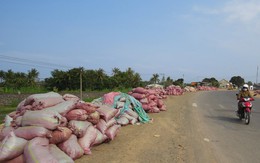 Chuyện lạ ở Phú Yên: Tranh nhau mua….phân bò