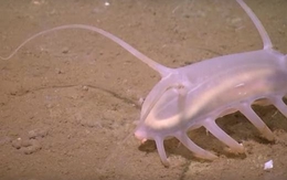 Cận cảnh loài lợn biển kì lạ dưới đáy đại dương