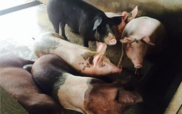 Lợn giun quế: Bí mật của độc ăn một lần là mê