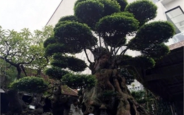 Cây mai 500 tuổi siêu độc: Đại gia đổi cả Camry không bán