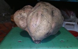 Vĩnh Long: Đào được củ khoai lang nặng gần 3 kg
