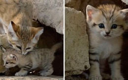 Sự thật thú vị về loài mèo duy nhất có thể sống trên sa mạc
