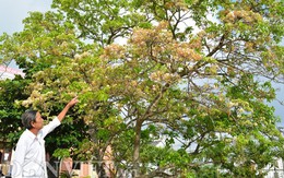 Kỳ lạ cây “báo bão” duy nhất còn sót lại ở xứ Quảng