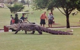 Kinh hoàng cá sấu "khủng" tung tăng trong sân golf