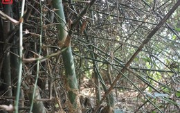 Những cây tre "mọc ngược" kỳ lạ ở Nghệ An