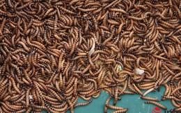 Độc đáo: Chợ bán rắn rết ở Hà Nội