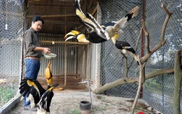 Chim cổ quý hiếm Hồng Hoàng đang được nuôi dưỡng tại Hà Nội