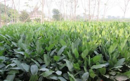 Về làng trồng lá dong lớn nhất Hà Nội