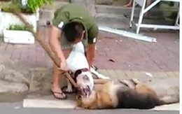 Chó dữ "lộng hành" trên phố khiến dân mạng bất bình