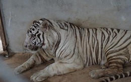 Đột nhập trang trại nuôi sư tử, hổ trắng, tê giác ở Nghệ An
