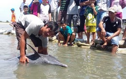 Cá heo dài 1,6 m mắc kẹt trên bãi biển Vũng Tàu