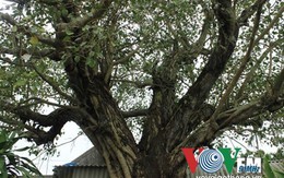Chiêm ngưỡng cây Bồ Đề “độc nhất vô nhị” ở Việt Nam