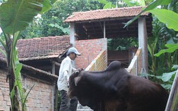 Bò ở... nhà lầu