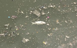 Kênh Nhiêu Lộc - Thị Nghè đặc kín rác, cá chết hàng loạt