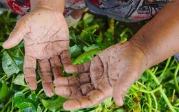 Đôi bàn tay chai sần, ẩm mốc của những người nhặt rau muống thuê ở Sài Gòn
