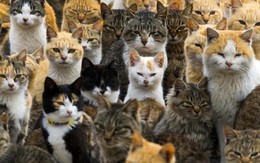 24h qua ảnh: Mèo đông gấp 6 lần người trên đảo Nhật Bản