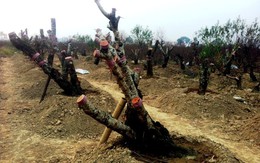 Chưa ăn Tết 2015 đã săn đào rừng cho 2016