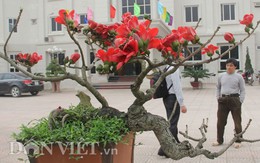 Ngắm cây gạo “nhí” nở hoa khiến dân chơi bonsai mê mẩn