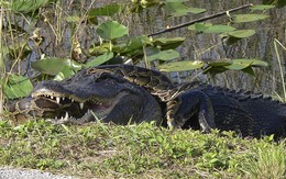 7 ngày qua ảnh: Trận tử chiến kinh hoàng giữa cá sấu và trăn khổng lồ