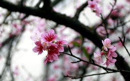 Ngắm hoa anh đào Nhật Bản "xịn" giữa Hà Nội