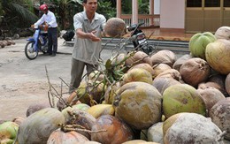 Dừa Bến Tre tăng giá gấp đôi