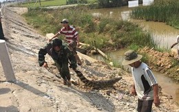Quảng Nam: Truy tìm nguồn gốc cá sấu 30kg nằm phơi nắng bên QL 1A