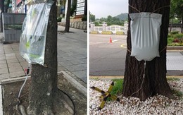 Dân mạng thích thú với cách "truyền nước cho cây" ở Hàn Quốc