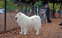Khuyến khích người dân chụp ảnh check in "mìn" chó để giữ gìn vệ sinh