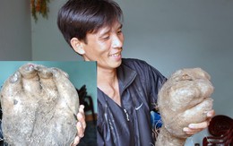 Kỳ lạ củ khoai vạc rồng có hình giống "bàn tay" ở Nghệ An