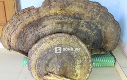 Đổ xô đến hỏi mua nấm linh chi khổng lồ nặng hơn 70kg ở Nghệ An