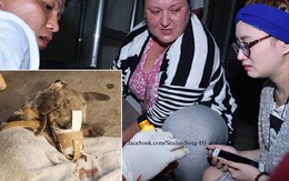 Đoàn cứu trợ Sài Gòn bật khóc khi gỡ băng keo cho chú chó bị hoại tử mõm