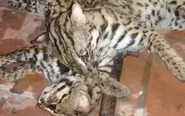 Nguy cơ “lên bàn nhậu” của loài thú sống hoang dã ở ven sông Hồng