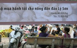 Tỏi Lý Sơn cháy hàng lấy đâu 300 tấn ế ở Hà Nội?