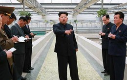 Kim Jong Un nổi giận vì trang trại rùa... không nuôi nổi tôm