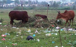 Đất vàng bỏ hoang, khu công nghiệp thành nơi chăn bò