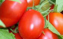 Điều “cấm kỵ” tuyệt đối không được mắc khi ăn cà chua